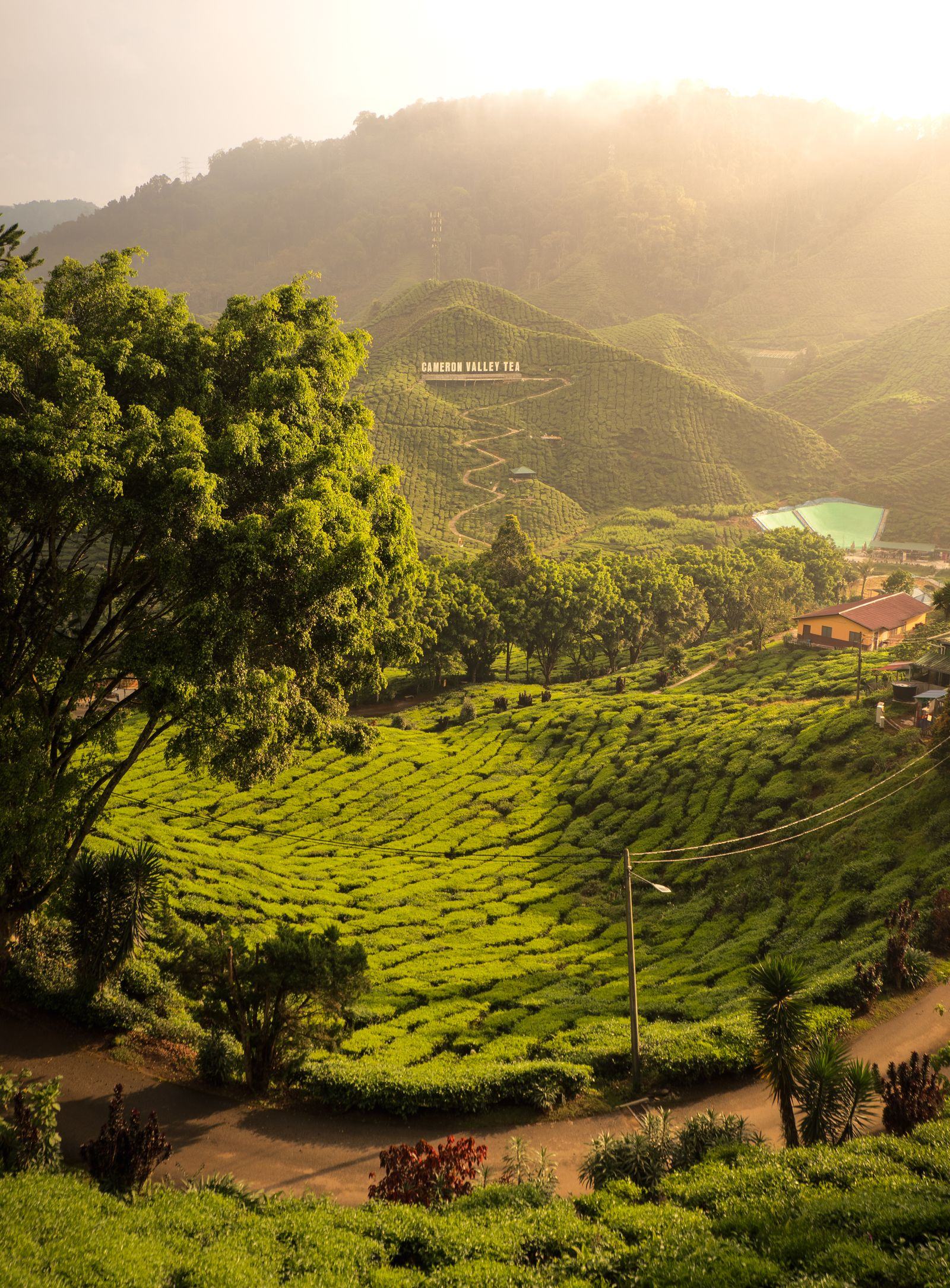 Sunrise mist rolling over tea terraces in Cameron Highlands