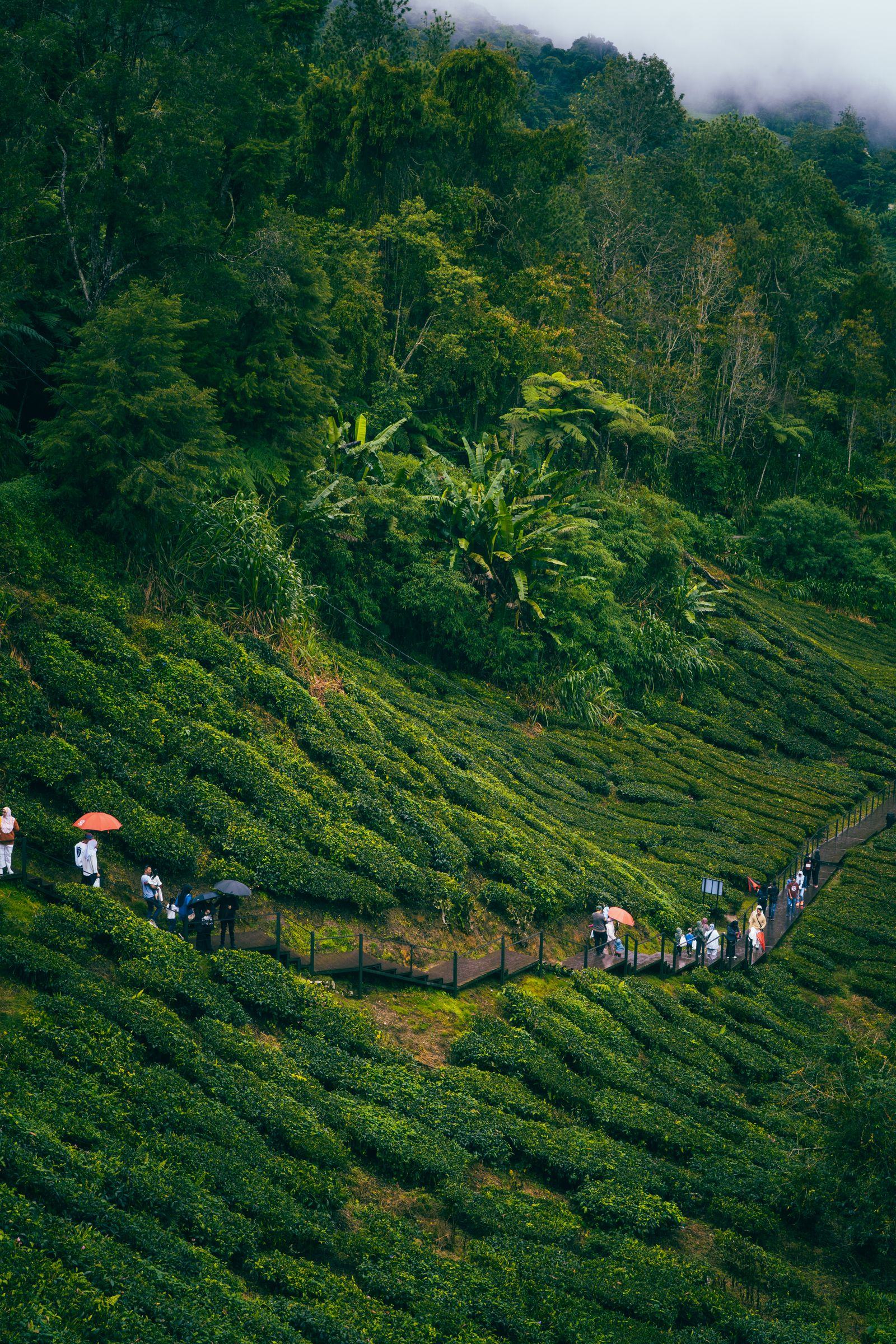 Tea plantation rows in Cameron Highlands